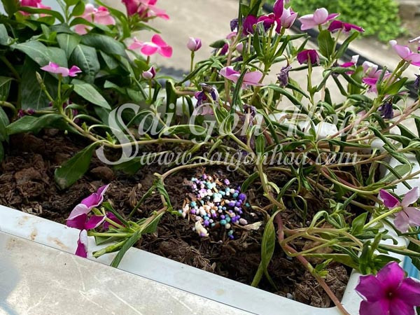 Cây dừa cạn bị cháy lá do bón phân sai cách