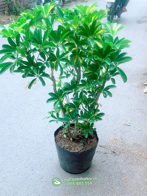 Bụi cây ngũ gia bì gốc to trồng công trình