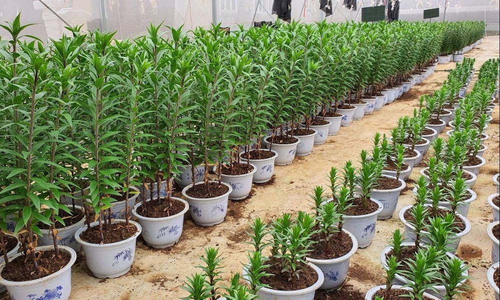 Cây ly có thể phát triển trên nhiều loại đất, nhưng đất mùn hữu cơ hoặc đất thịt tơi xốp là tốt nhất