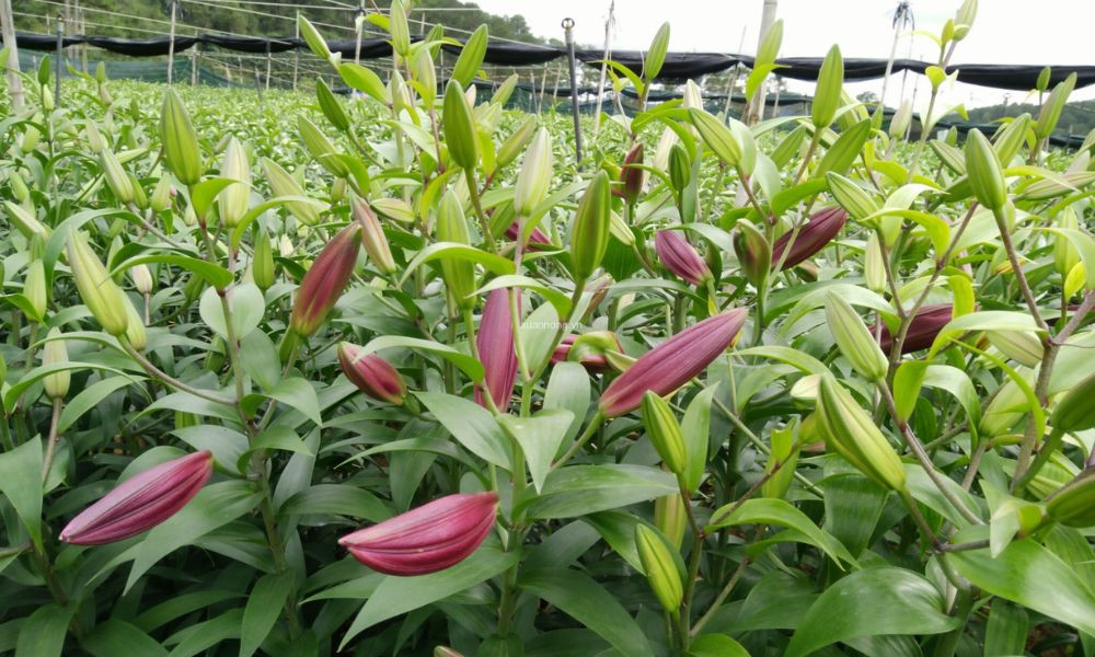 Cần chủ động phòng trừ sâu bệnh hại cho cây hoa ly để đảm bảo cây phát triển khỏe mạnh và ra hoa đẹp