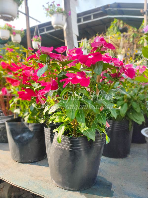 Cây dừa cạn đứng với hoa siêu bông