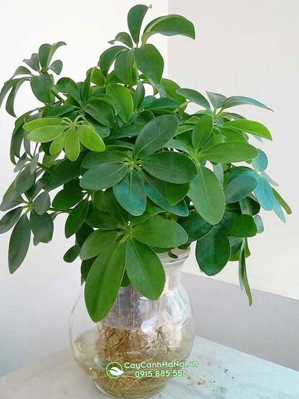 Cây ngũ gia bì gốc to trồng trong nước để bàn