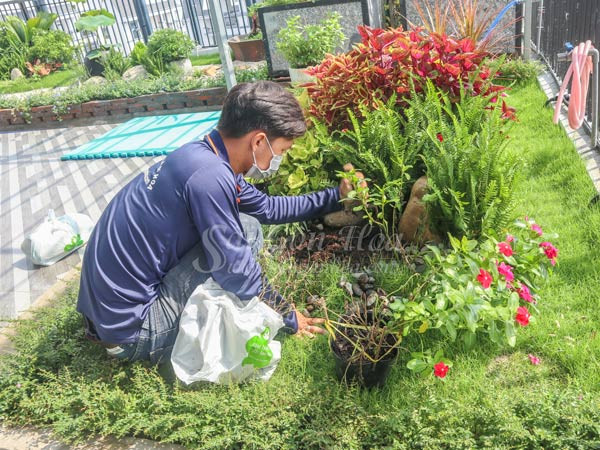 Chăm sóc tiểu cảnh hoa dừa cạn trên sân thượng