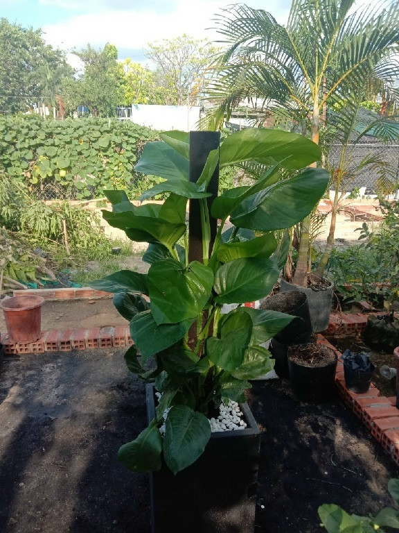 Chậu cây trầu bà leo cột được chăm sóc kỹ lưỡng, lá xanh tươi pha chút vàng, mang lại vẻ đẹp sinh động cho văn phòng.