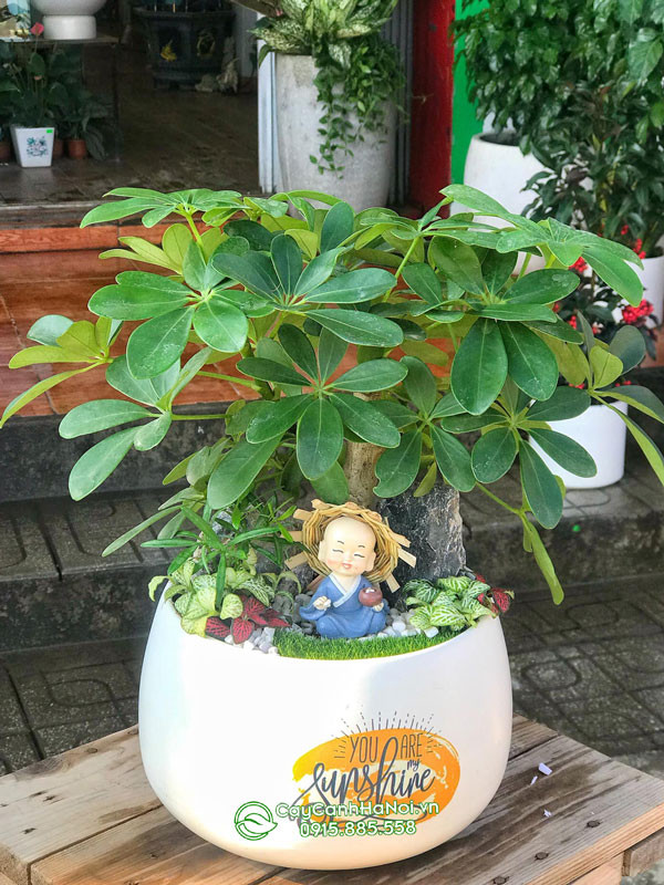 Địa chỉ bán cây ngũ gia bì gốc to tiểu cảnh đẹp
