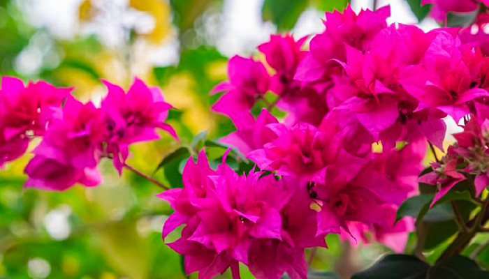 Cây hoa giấy khỏe mạnh trong chậu, điều kiện cần để hoa giấy ra hoa đúng dịp Tết