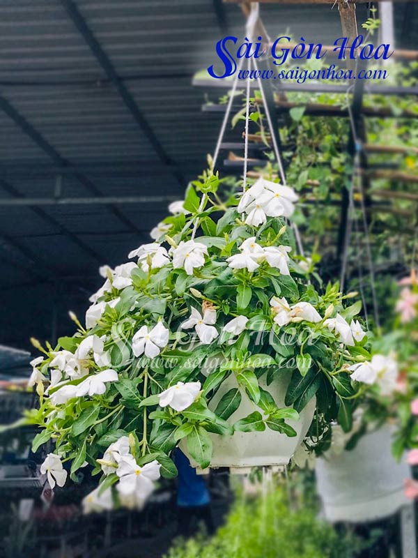 Hoa dừa cạn rủ trồng trong chậu treo