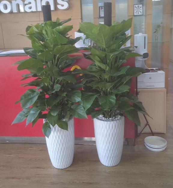 Cây trầu bà với thân dây leo khỏe mạnh, dễ dàng nhân giống, là lựa chọn lý tưởng cho hình ảnh trồng cây xanh trong nhà.