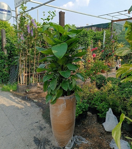 Hình ảnh cây trầu bà xanh tươi với lá hình trái tim, thể hiện sức sống mãnh liệt khi trồng trong nhà.