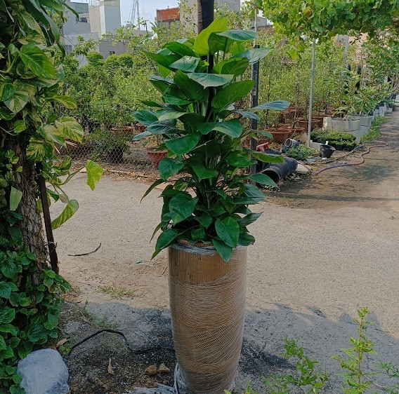 Cây trầu bà leo lên cột rêu, lá phát triển lớn, thể hiện khả năng sinh trưởng tốt của loài cây cảnh này.
