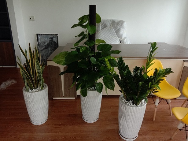 Góc nhìn từ trên xuống của cây trầu bà leo cột, cho thấy sự rậm rạp và xanh tốt của tán lá.