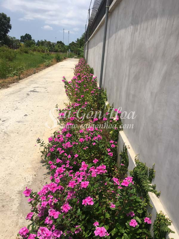 Cây hoa dừa cạn đã phát triển thành bụi lớn, sống lâu năm