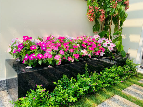 Vườn hoa dừa cạn trên sân thượng đón nắng