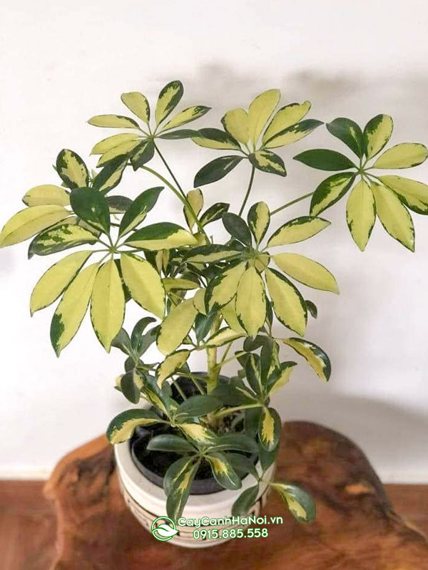 Hướng dẫn chăm sóc cây ngũ gia bì gốc to