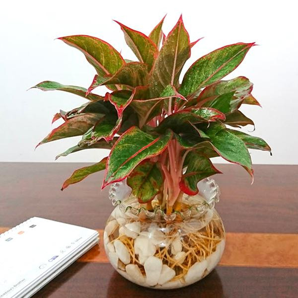 Tác dụng cây phú quý giúp giảm căng thẳng và tăng năng lượng tích cực