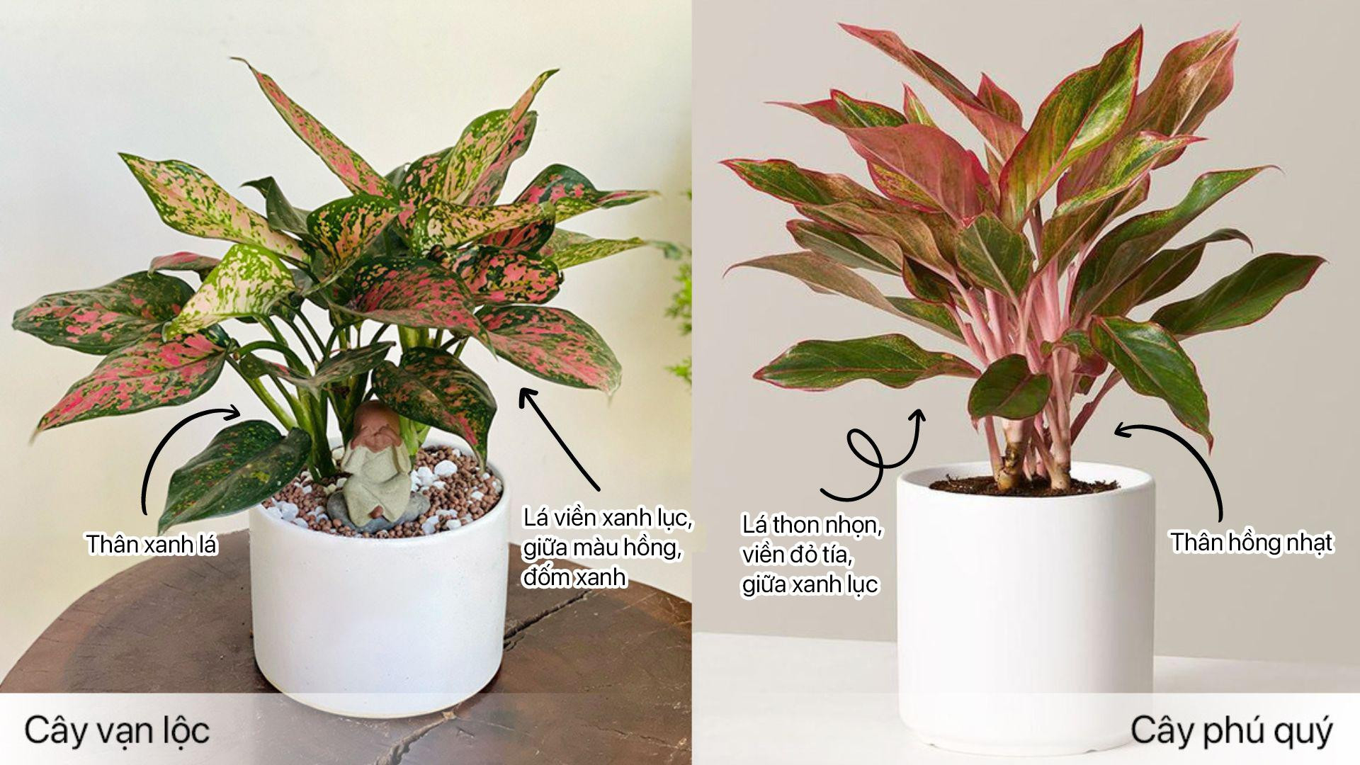 So sánh đặc điểm nhận dạng cây phú quý và cây vạn lộc