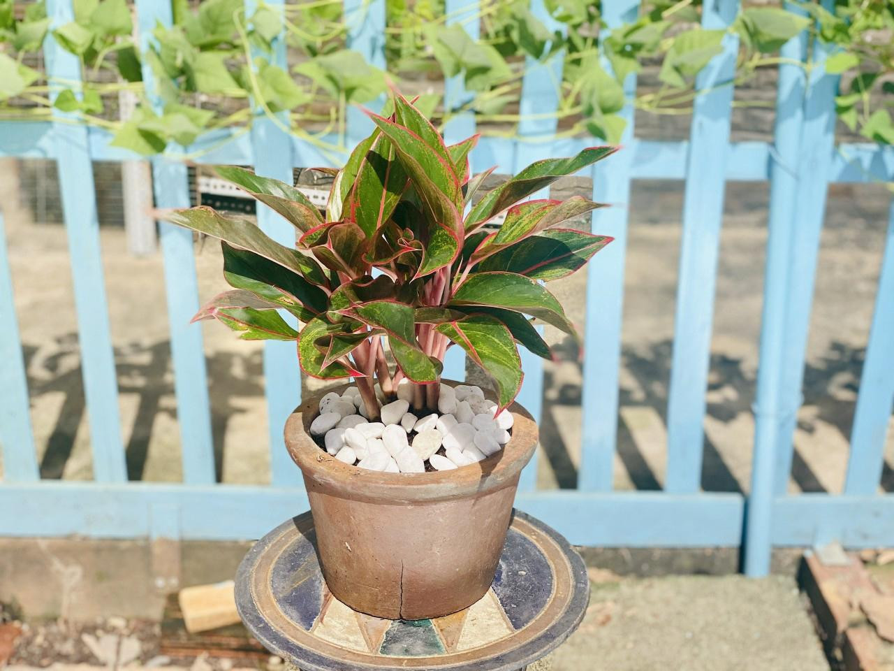 Cây phú quý ưa ánh sáng vừa phải để phát triển