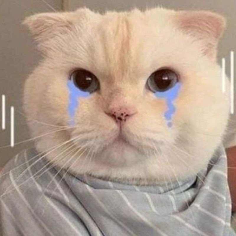 Meme mèo khóc cười với vẻ mặt bị "bắt nạt" một cách dễ thương