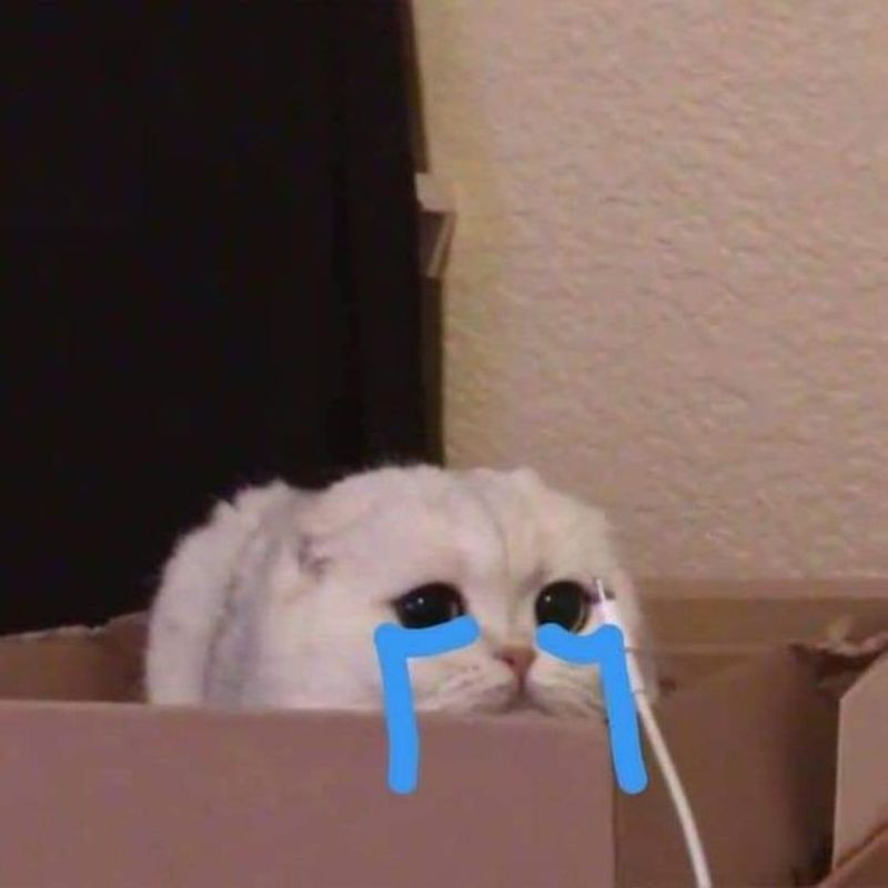 Meme mèo khóc cười với đôi mắt mở to, nước mắt tuôn rơi