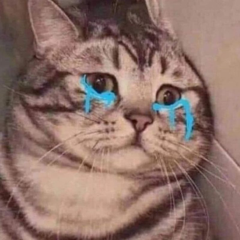 Meme mèo khóc cười với biểu cảm vừa buồn vừa hài hước