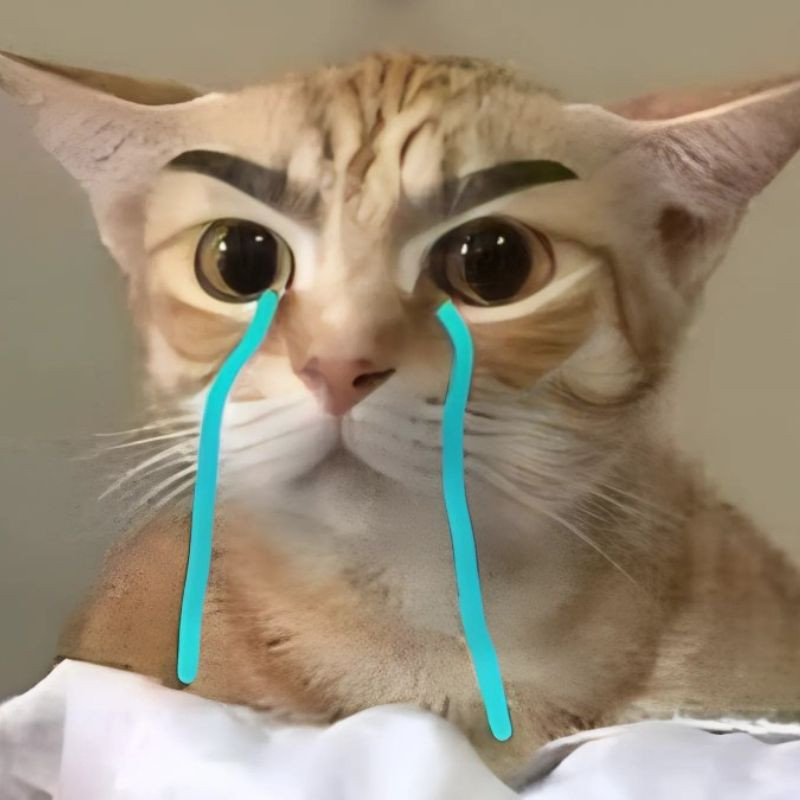 Meme mèo khóc slay với đôi mắt lấp lánh và trang điểm đậm