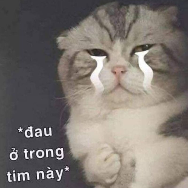 Hình ảnh mèo khóc thét với biểu cảm đau lòng và buồn bã