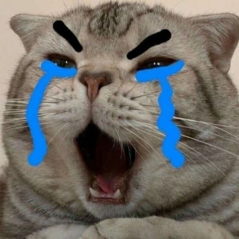 Meme mèo khóc thét với biểu cảm đáng thương và tuyệt vọng