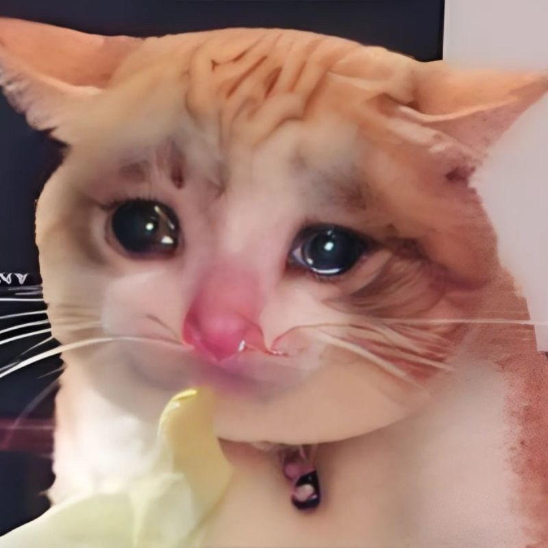 Meme mèo khóc thét với biểu cảm cực đoan và hoảng loạn