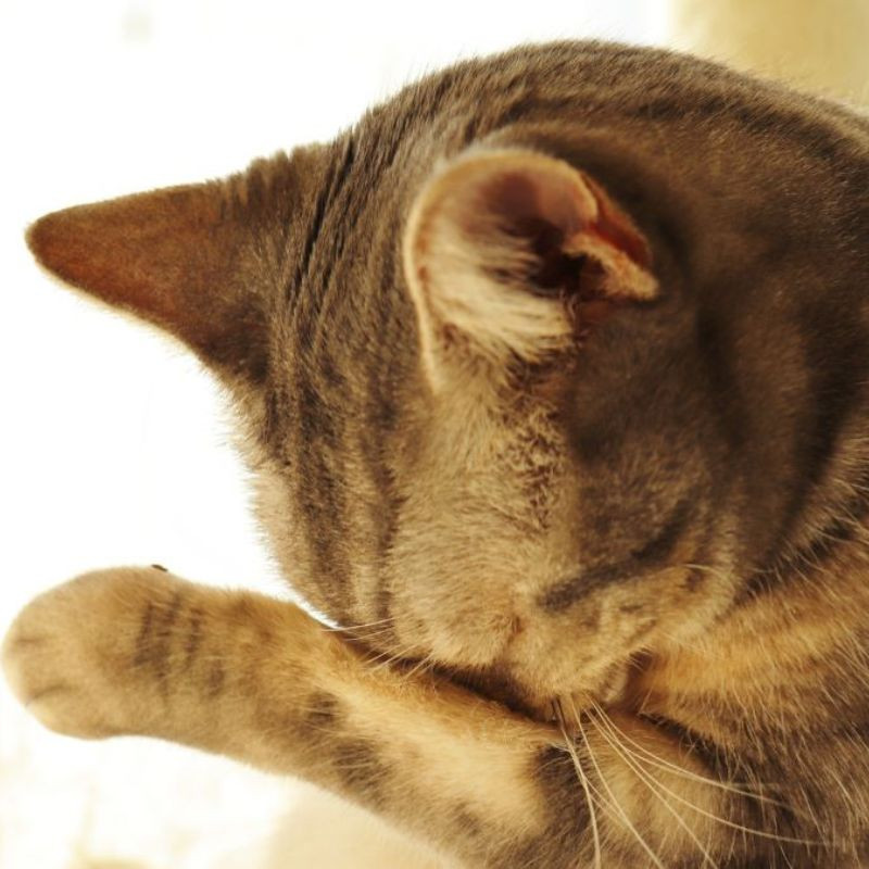 Hình ảnh mèo khóc cute với ánh mắt buồn và cái miệng nhỏ