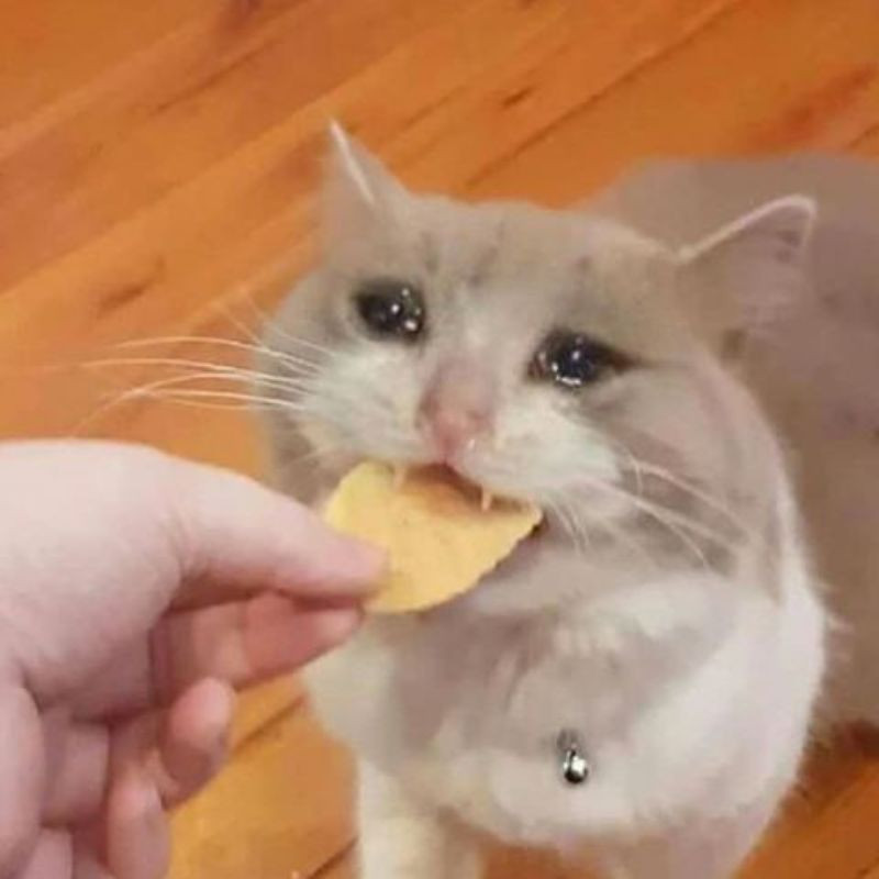 Meme mèo khóc cute với vẻ mặt hờn dỗi nhẹ nhàng