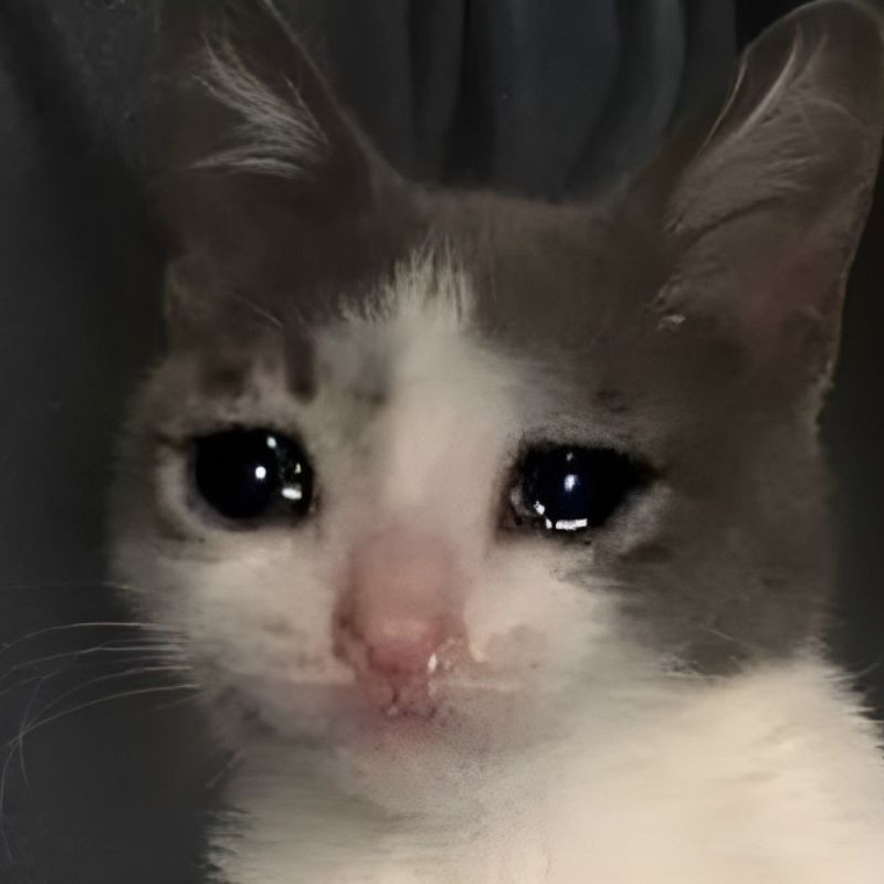 Meme mèo khóc cute với đôi mắt xanh biếc và nước mắt