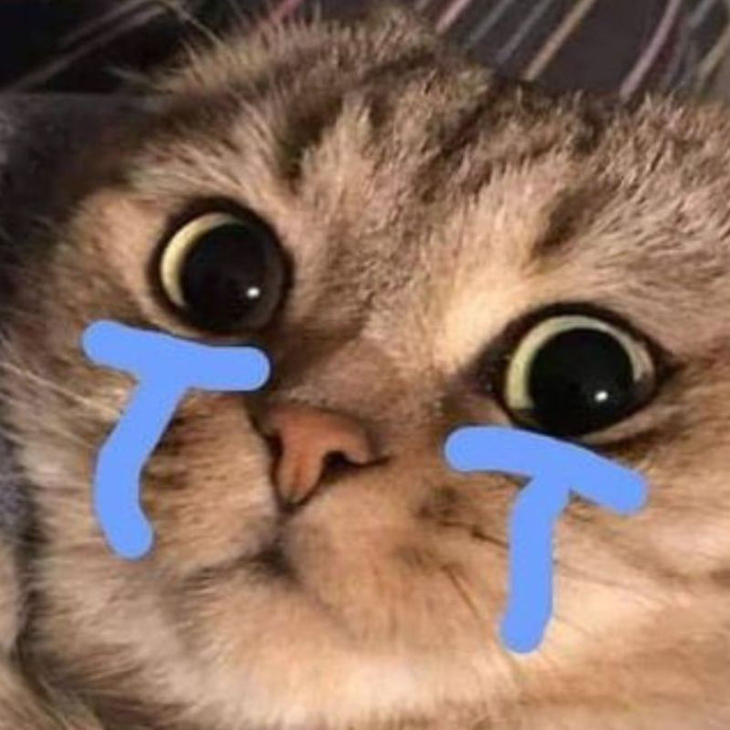 Avatar mèo khóc cute với khuôn mặt ngơ ngác đáng yêu