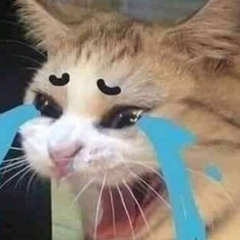 Avatar mèo khóc cute với đôi mắt long lanh
