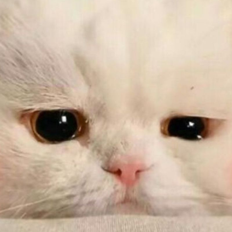 Mèo dỗi với đôi mắt lườm nguýt và khuôn mặt tỏ vẻ không hài lòng