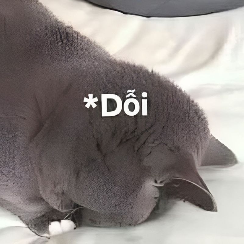 Meme mèo dỗi với khuôn mặt biểu cảm và đôi mắt đầy sự hờn