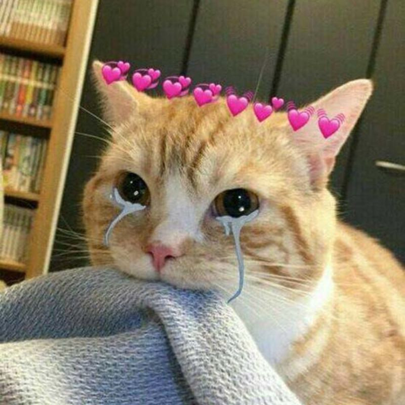 Meme mèo khóc cười mắt đỏ hoe nhìn lên trời