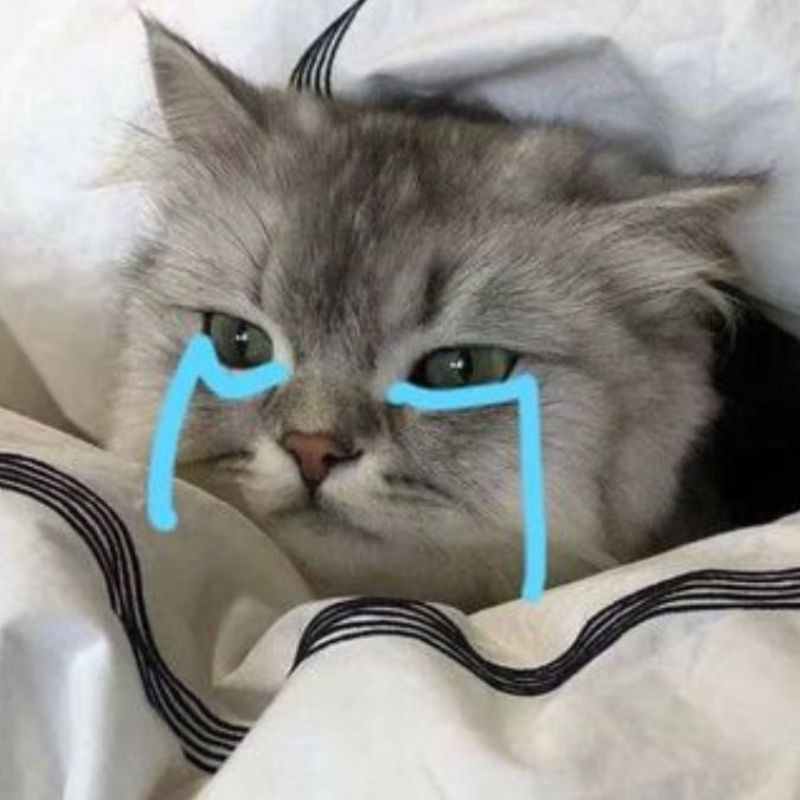 Meme mèo dỗi với vẻ mặt "khó ở" nhưng vẫn dễ thương