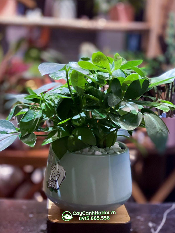 Cây ngũ gia bì gốc to để bàn trang trí