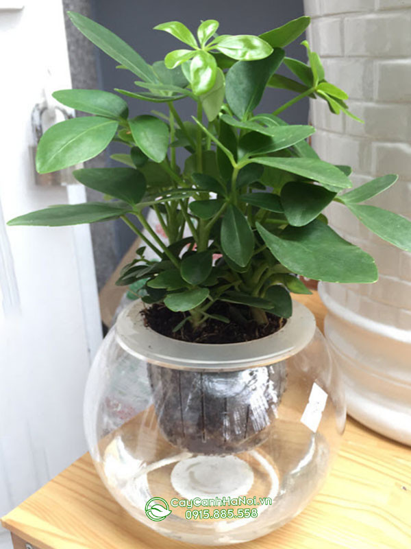 Ngũ gia bì gốc to trồng thủy canh