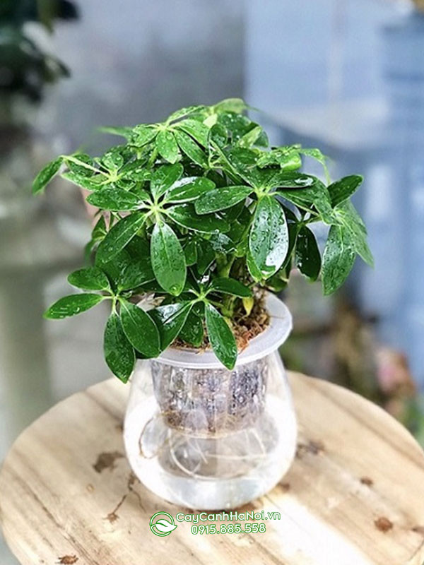 Ngũ gia bì gốc to trồng trong nước