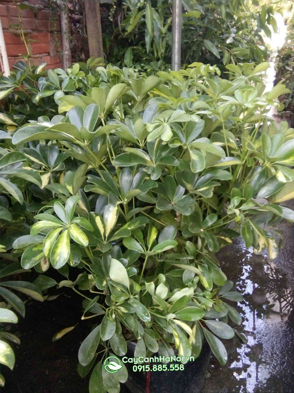 Ngũ gia bì gốc to dạng bụi trồng công trình