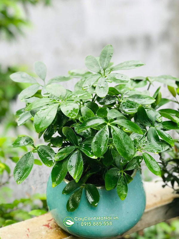 Ngũ gia bì gốc to trồng chậu bầu để bàn