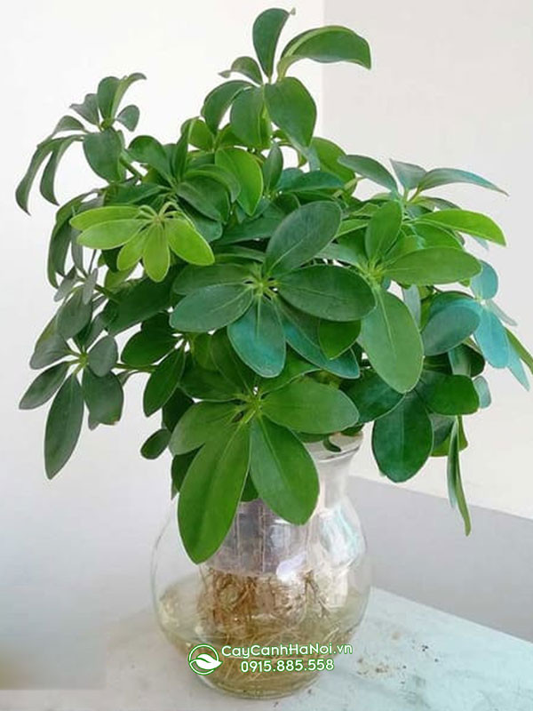 Ngũ gia bì gốc to trồng chậu thủy tinh