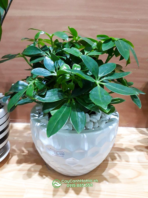 Ngũ gia bì gốc to trồng chậu trứng để bàn
