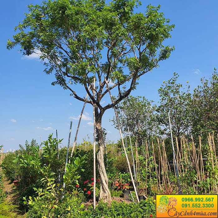 Cây nguyệt quế lớn tạo bóng mát trong sân vườn