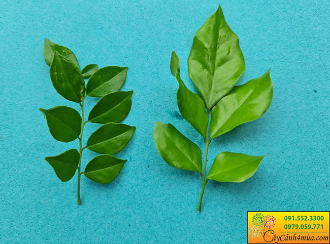 Sự khác biệt giữa lá nguyệt quế lá nhỏ và lá to