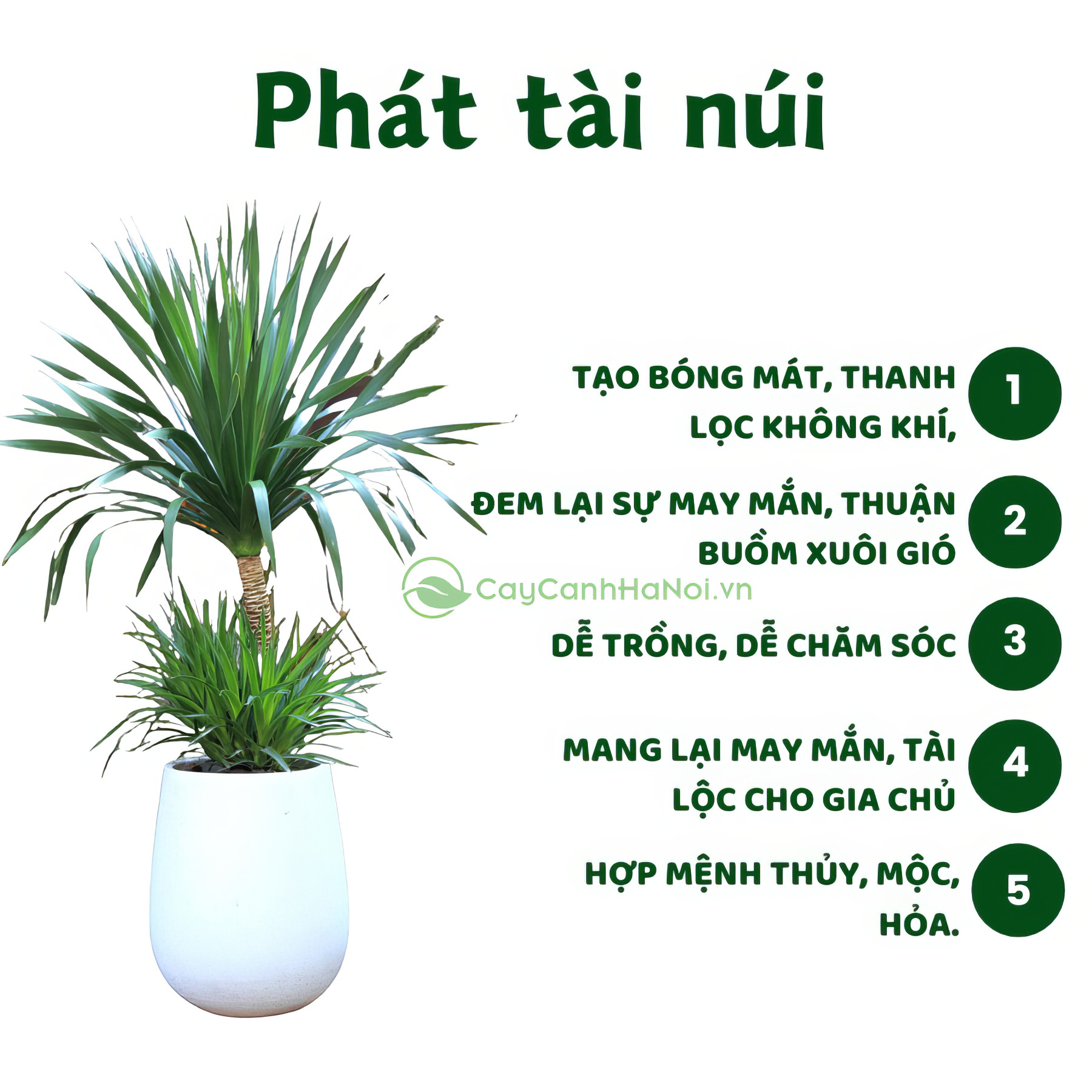 Phát tài núi là cây phong thủy được ưa chuộng, mang lại may mắn và tài lộc cho gia chủ