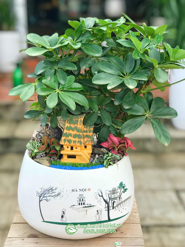 Tiểu cảnh ngũ gia bì gốc to trang trí bàn làm việc