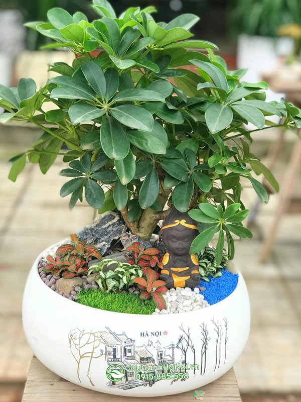 Tiểu cảnh ngũ gia bì gốc to để bàn đẹp