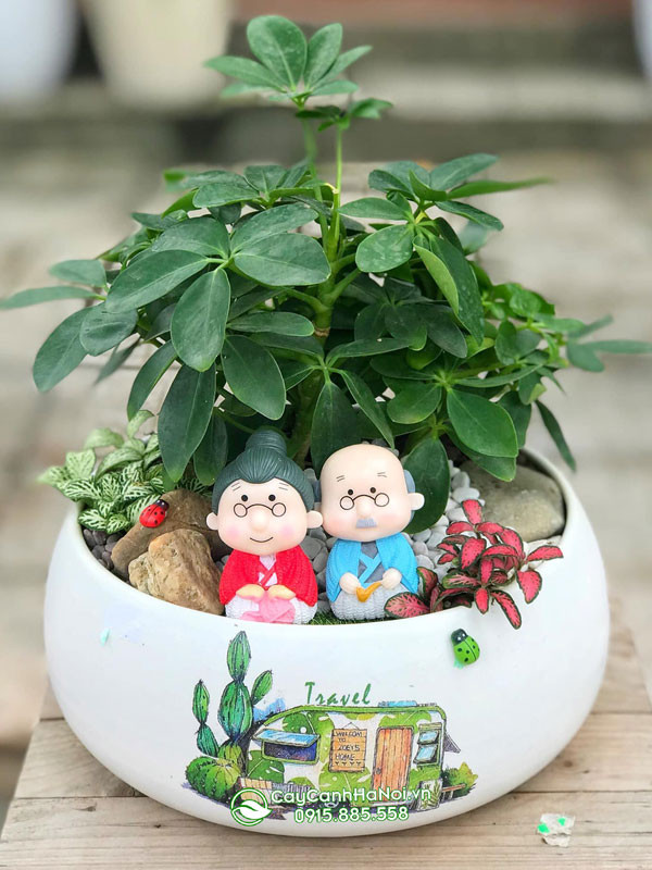 Tiểu cảnh ngũ gia bì gốc to mừng thọ ông bà